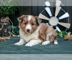 Image preview for Ad Listing. Nickname: Litter of 5