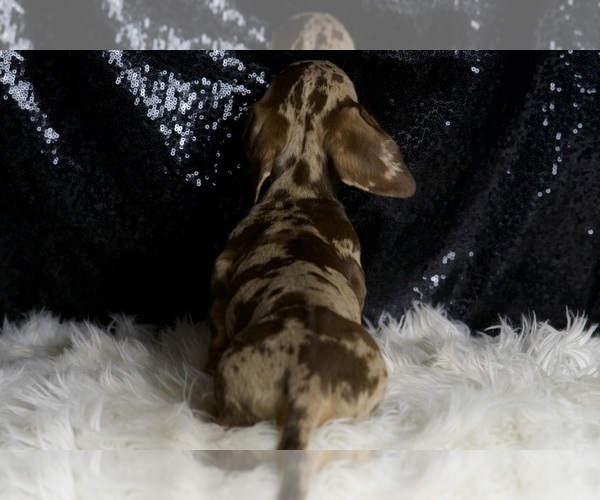 Medium Photo #41 Dachshund Puppy For Sale in WARSAW, IN, USA