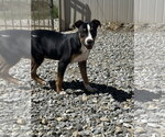 Small #3 Staffordshire Bull Terrier Mix