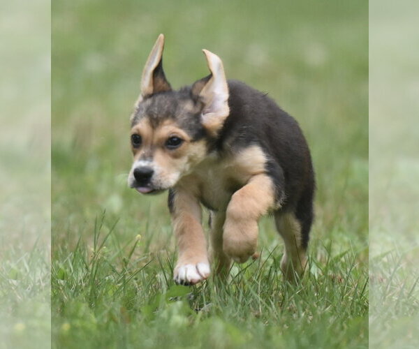 Medium Photo #3 Retriever -Unknown Mix Puppy For Sale in Mechanicsburg, PA, USA