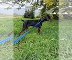 Small Photo #3 Doberman Pinscher Puppy For Sale in Buffalo, MN, USA
