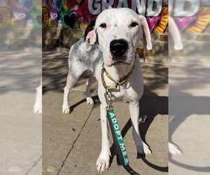 American Staffordshire Terrier-Pointer Mix Dogs for adoption in Grand Prairie, TX, USA
