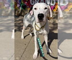 Small American Staffordshire Terrier-Pointer Mix