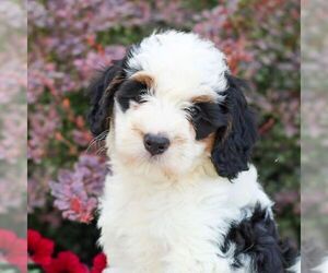 Bernedoodle (Miniature) Puppy for sale in LITITZ, PA, USA