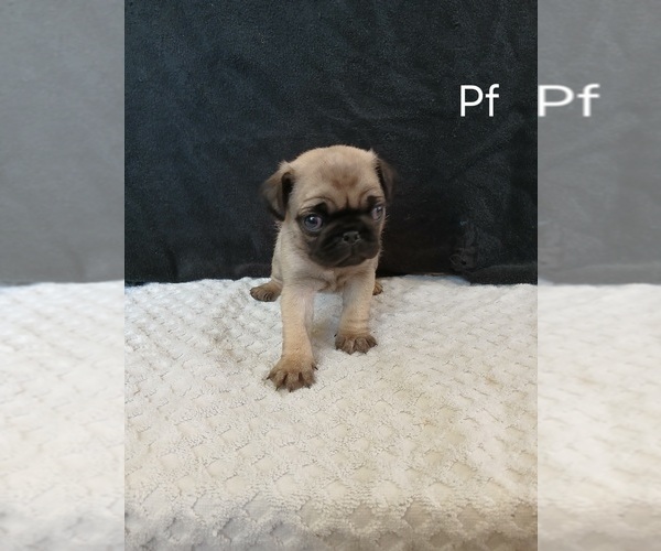 Medium Photo #4 Pug Puppy For Sale in EDGAR, WI, USA