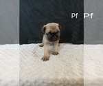 Small #3 Pug