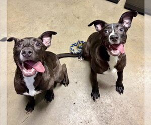 Labrador Retriever-Unknown Mix Dogs for adoption in Houston, TX, USA