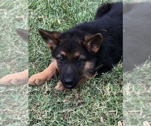 German Shepherd Dog Puppy for sale in EAGLE PASS, TX, USA