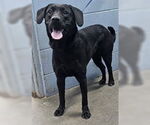 Small #3 Labrador Retriever Mix