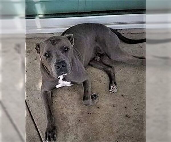 Medium Photo #1 American Staffordshire Terrier Puppy For Sale in Dana Point, CA, USA