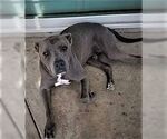 Small American Staffordshire Terrier