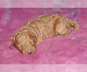Labradoodle Puppy for sale in LA HABRA, CA, USA