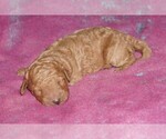 Image preview for Ad Listing. Nickname: apricot girl 2