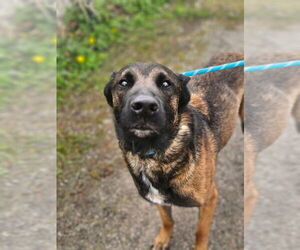 Dutch Shepherd -Unknown Mix Dogs for adoption in Imlay City, MI, USA