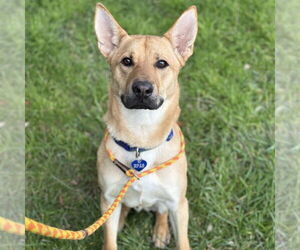 Mutt Dogs for adoption in Rohnert Park, CA, USA