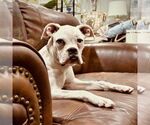 Small #1 Boxer