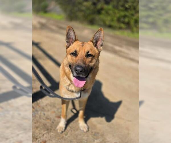 Medium Photo #3 German Shepherd Dog Puppy For Sale in Chula Vista, CA, USA