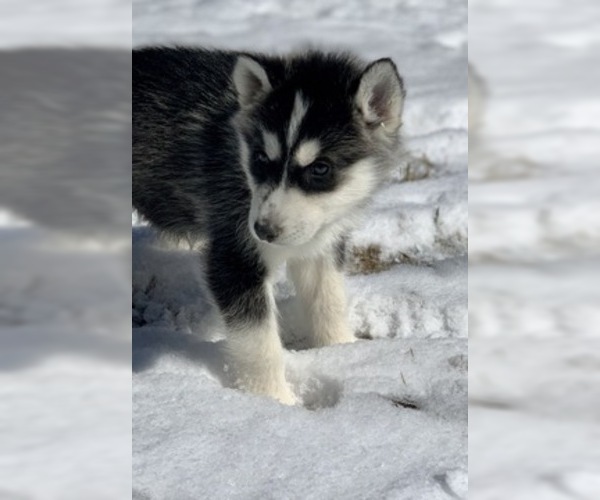 Medium Photo #3 Siberian Husky Puppy For Sale in MORGANTOWN, IN, USA