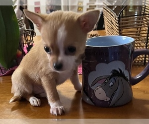 Chihuahua Puppy for sale in LINCOLN, AL, USA