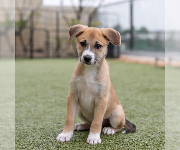 Medium Photo #2 Boxer-Unknown Mix Puppy For Sale in San Diego, CA, USA