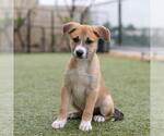 Small #1 Boxer Mix