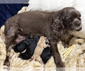 Mother of the Cocker Spaniel-Sheepadoodle Mix puppies born on 03/25/2026