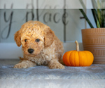 Puppy Thor Maltipoo