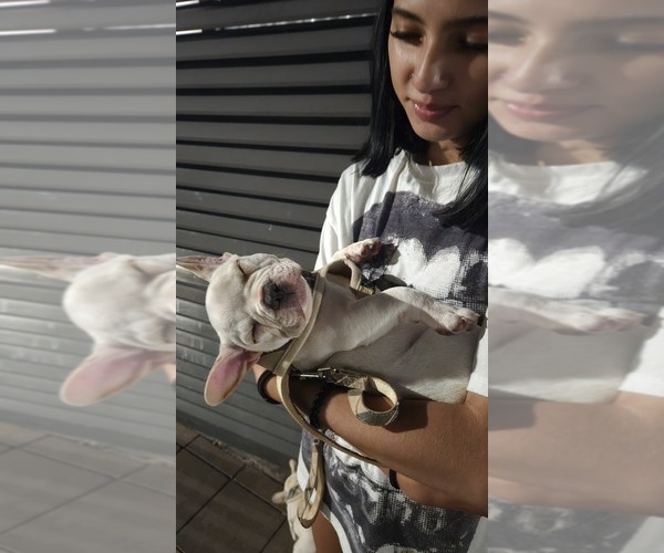 Medium Photo #8 French Bulldog Puppy For Sale in SARASOTA, FL, USA