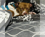 Small Photo #25 Staffordshire Bull Terrier-Unknown Mix Puppy For Sale in Princeton, MN, USA