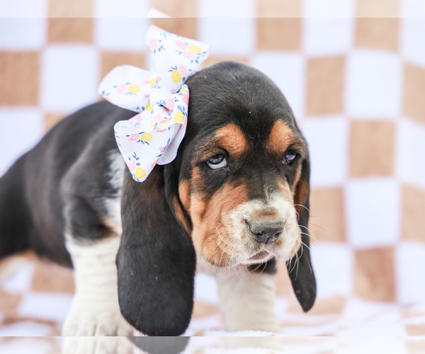 Medium Photo #4 Basset Hound Puppy For Sale in LIBERTY, KY, USA