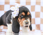 Small #3 Basset Hound