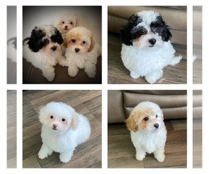 Maltipoo Puppy for sale in STERLING HEIGHTS, MI, USA