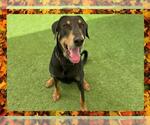 Small #1 Doberman Pinscher