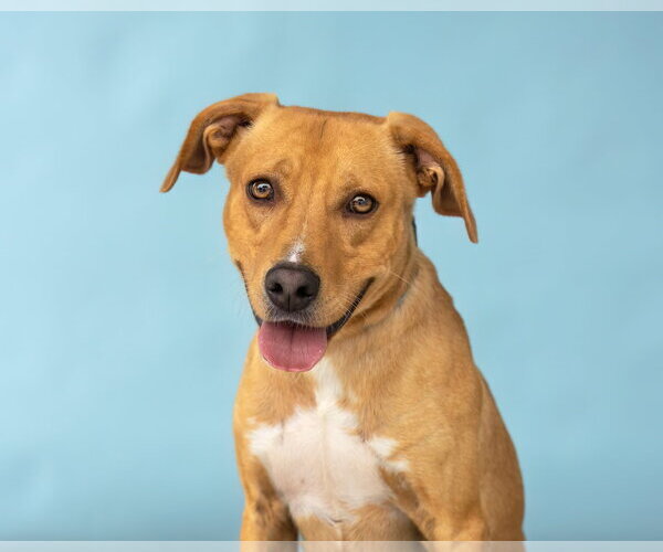 Medium Photo #2 Retriever -Unknown Mix Puppy For Sale in Pasadena, CA, USA