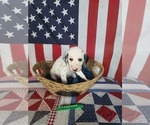 Small Photo #27 Dalmatian Puppy For Sale in VASSALBORO, ME, USA