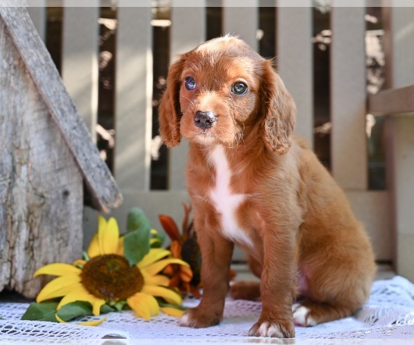 Medium Photo #1 Cavapoo Puppy For Sale in MILLERSBURG, OH, USA