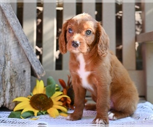 Cavapoo Puppy for sale in MILLERSBURG, OH, USA