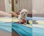 Puppy 1 Maltese-Poodle (Toy) Mix