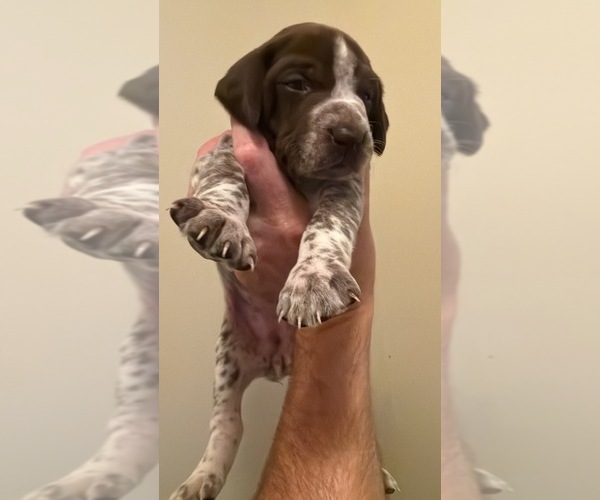 Medium Photo #3 German Shorthaired Pointer Puppy For Sale in CHARLOTTESVILLE, VA, USA