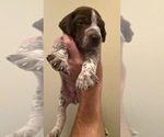 Small #2 German Shorthaired Pointer