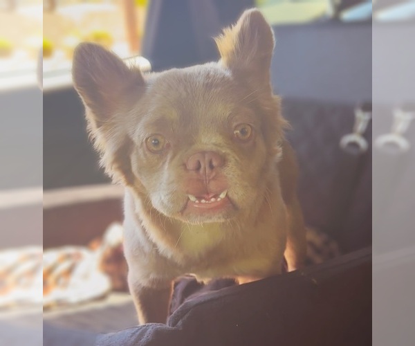 Medium Photo #1 French Bulldog Puppy For Sale in SCOTTSDALE, AZ, USA