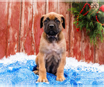 Small #10 Mastiff