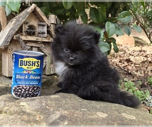 Pomeranian Puppy for sale in COMER, GA, USA