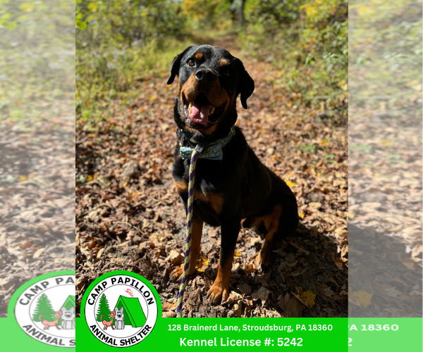 Medium Photo #12 Rottweiler Puppy For Sale in Stroudsburg, PA, USA