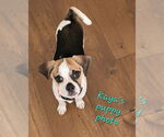 Small #4 Puggle