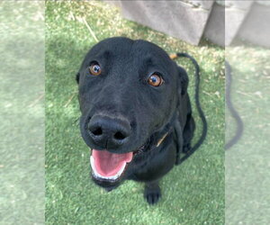 Labrador Retriever Dogs for adoption in Lakewood, CO, USA