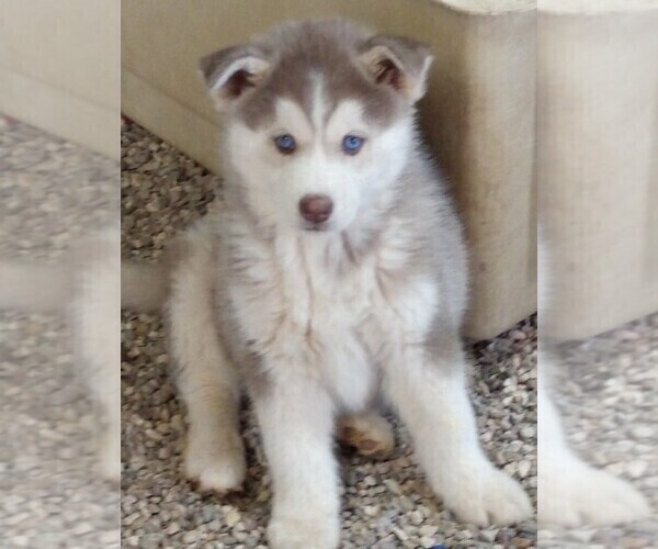 Medium Photo #6 Siberian Husky Puppy For Sale in TUCSON, AZ, USA