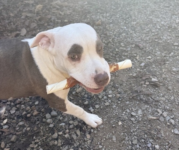 Medium Photo #1 American Pit Bull Terrier-American Staffordshire Terrier Mix Puppy For Sale in RINGGOLD, GA, USA