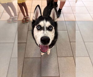 Mutt Dogs for adoption in Virginia Beach, VA, USA