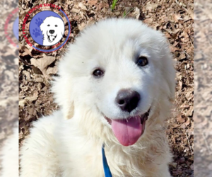 Great Pyrenees Dogs for adoption in Spring, TX, USA